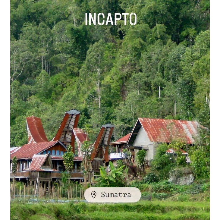 Incapto Specialty kávébabok 1 kg, Single Origin Sumatra Aceh Trenggiling, 100% Arabica eszpresszóhoz, 85 SCA pont, hagyományos pörkölés